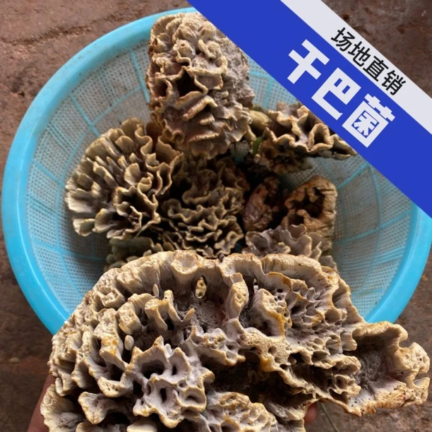 云南本地精选菌菇【干巴菌】250g/500g/1000g 顺丰冷链包邮送到家