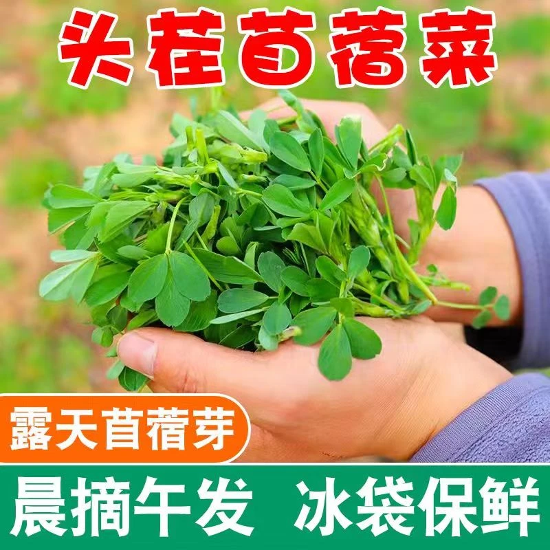 陕西头茬苜蓿嫩芽野菜当季农家蔬菜绿色天然苜蓿菜