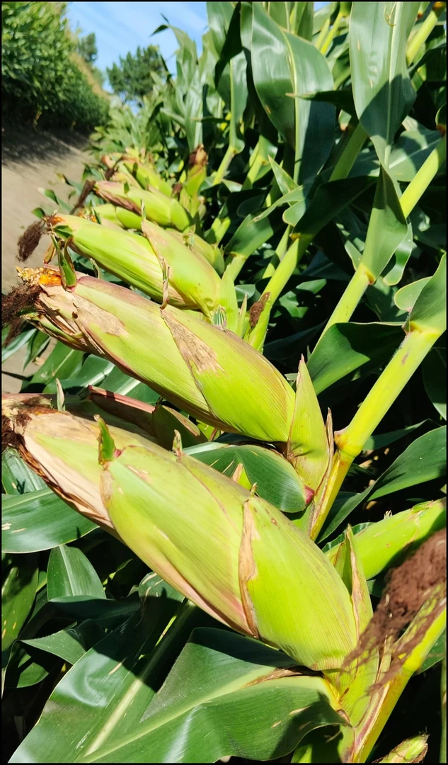 中欧多美+158玉米增产叶面肥