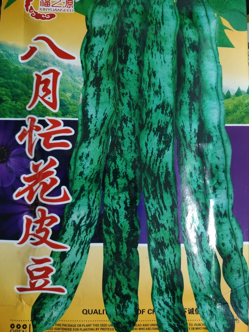 八月忙豆角种子（拍一发二袋）