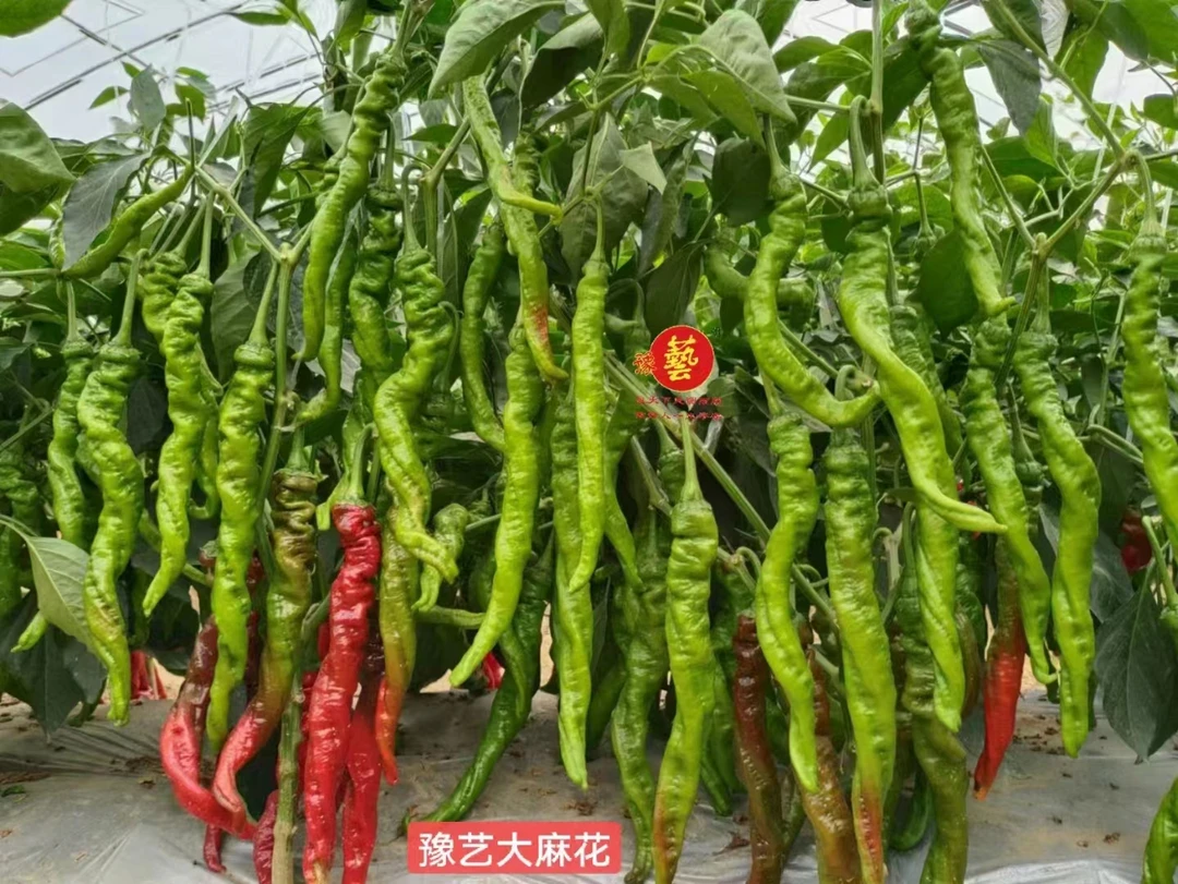 豫艺大麻花螺丝椒种子