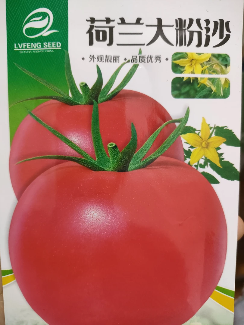 荷兰大粉沙柿子。