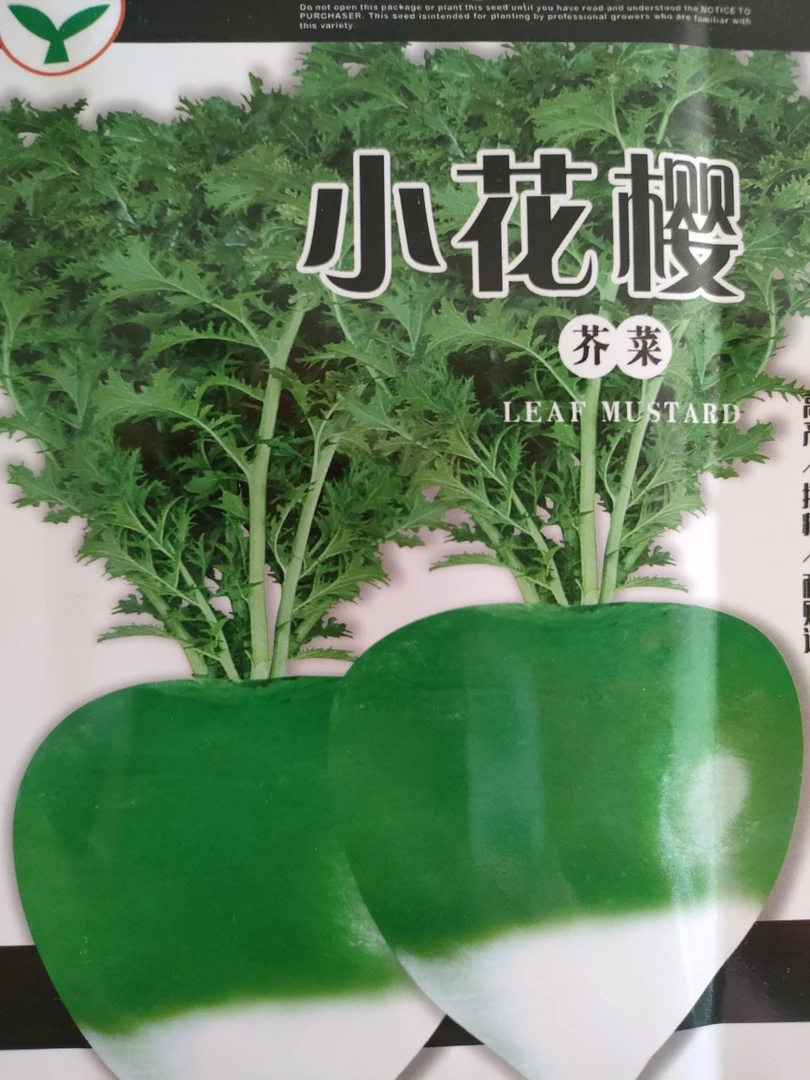 花樱芥菜种子（满一单可拍）