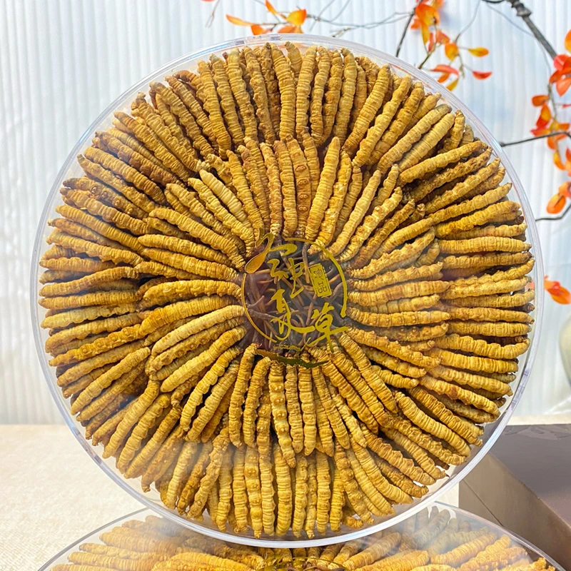【央吉专属】2.5根/克 200根 2024头茬一级干冬虫夏草品质滋补甄选