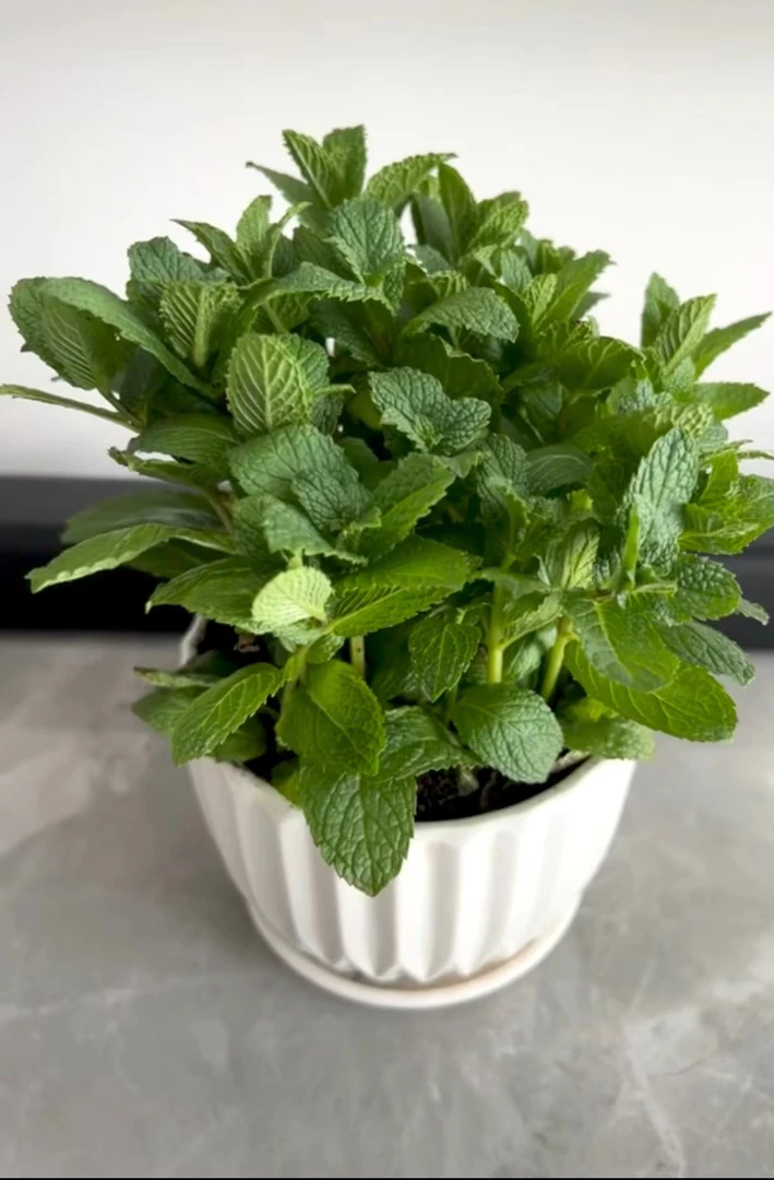 薄荷 盆栽种植养护薄荷香 好看好养盆栽绿植室内室外健康薄荷