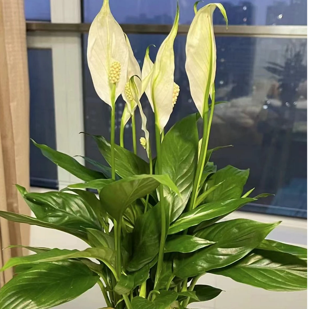 【白掌】绿植盆栽四季开花颜色好看简单易养室外高端绿植颜色造型