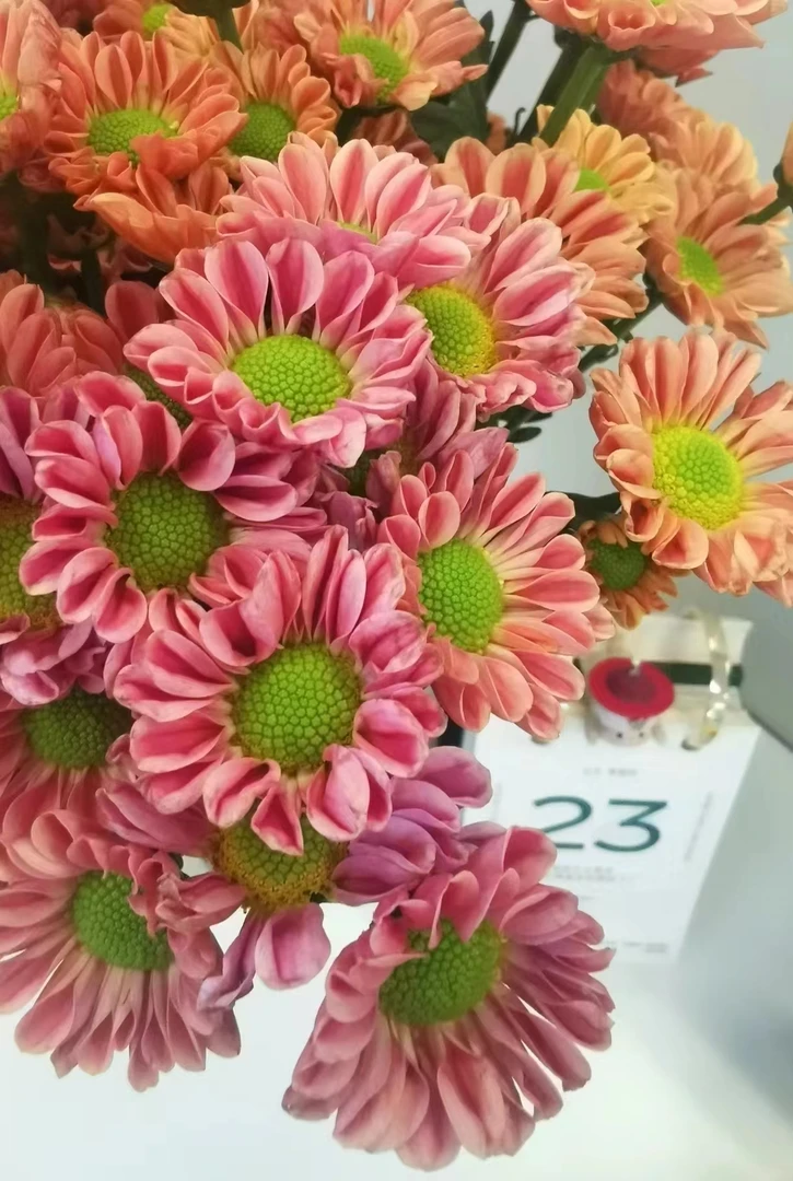 玲珑 菊花 绿植盆栽花头多玲珑色系好看好养喜阳喜水不怕晒