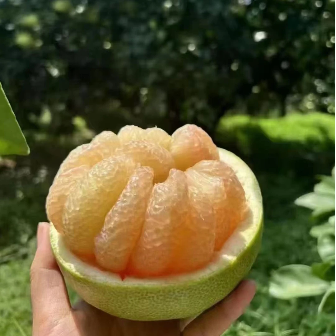 福莆田特产仙游度尾老树红心文旦柚肉厚多汁当季新鲜无洞无籽