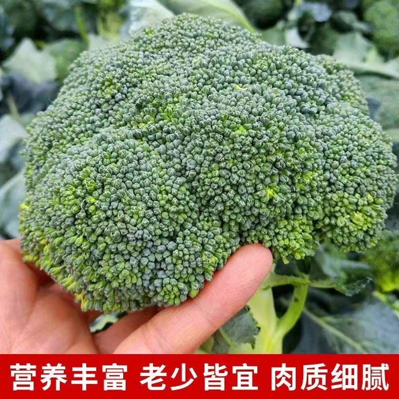 西兰花苗四季蔬菜种苗盆栽地栽均可种植好品质