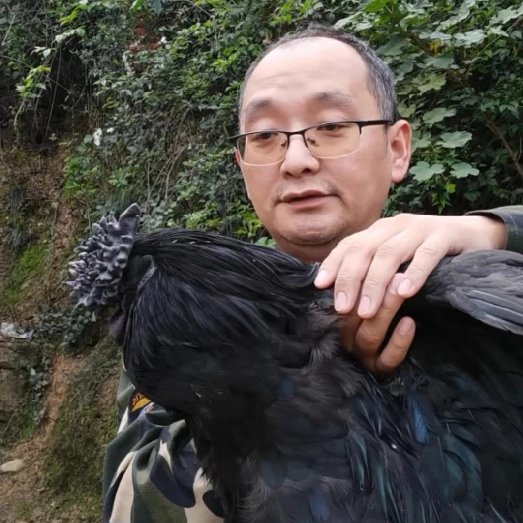 菊花冠凤冠重冠川山耘旧院黑鸡四川传统土鸡满意再下单部分区包邮