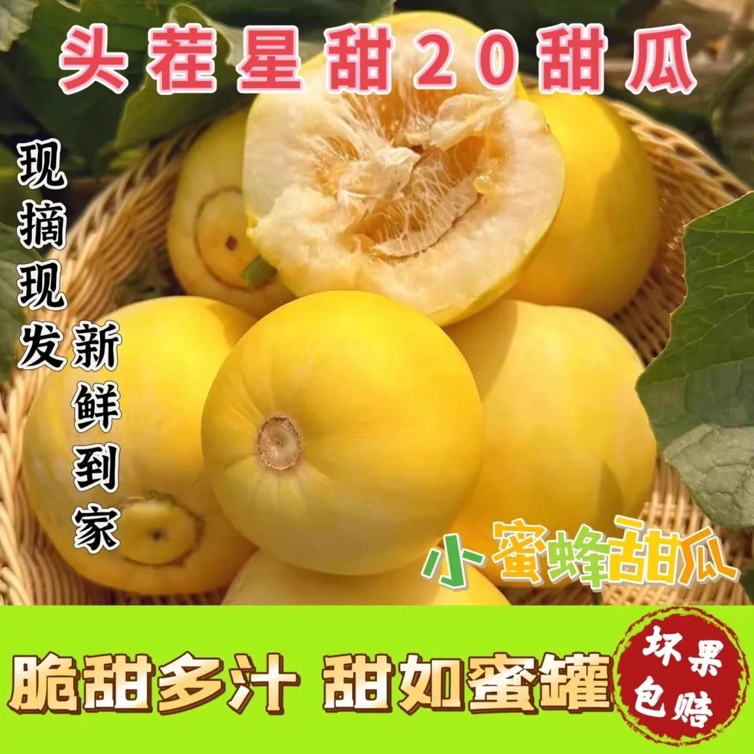 山东星甜20蜜罐甜瓜小蜂蜜甜瓜酥脆香嫩美味坏果包赔