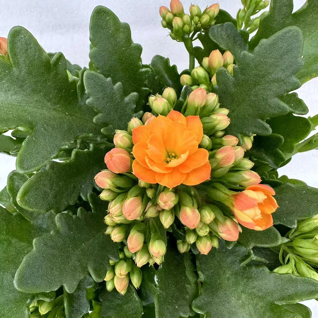 索尔丹长寿花室内观赏养护花好养易活原盆原土带花苞发货懒人花卉
