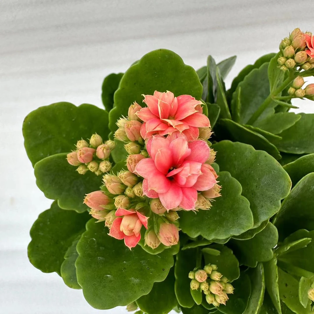 花仙子长寿花室内观赏花卉好养易活原盆原土带花苞发货懒人花卉