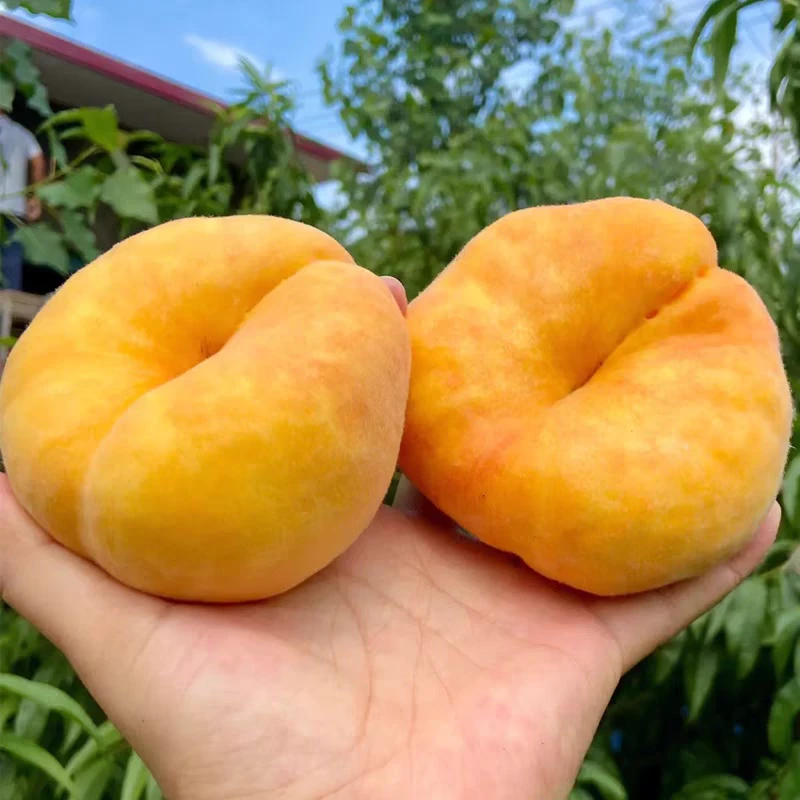 蒙阴黄毛蟠桃新3-4.5斤果蟠桃黄桃扁桃子毛桃蒙阴蜜桃孕妇现摘