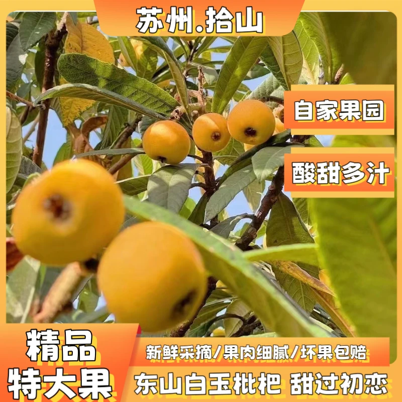 【枇杷爸爸】苏州东山白玉枇杷新鲜采摘纯甜无酸48/72颗礼盒装