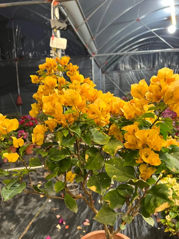【加州黄金】三角梅花卉盆栽四季勤花基地直发