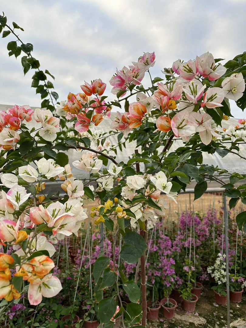 三角梅一物一拍花卉绿植盆栽爆花勤花品种基地直发