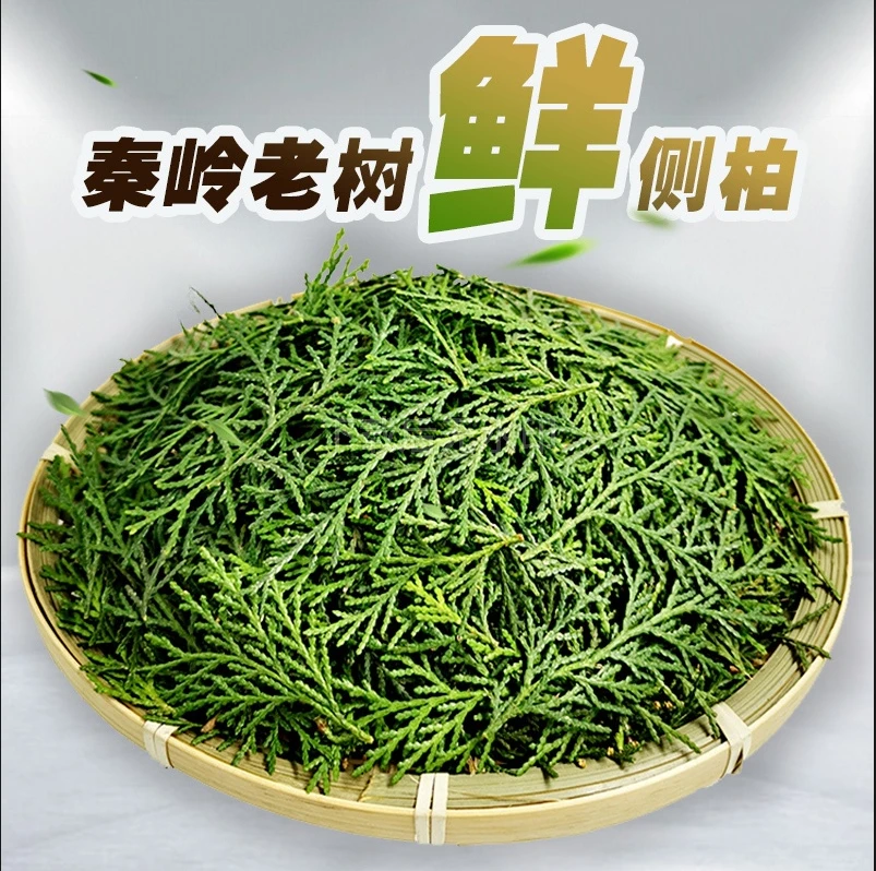 商於百草侧柏叶秦岭野外生长叶子新鲜现摘产品桃胶食用