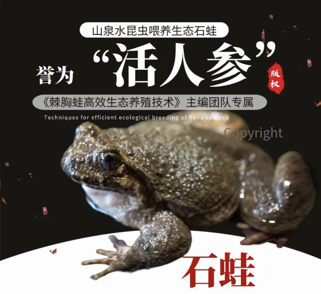 福建南平石蛙鲜活石鸡石鳞石蛤石洞生鲜月子补品孩学走路顺丰包邮