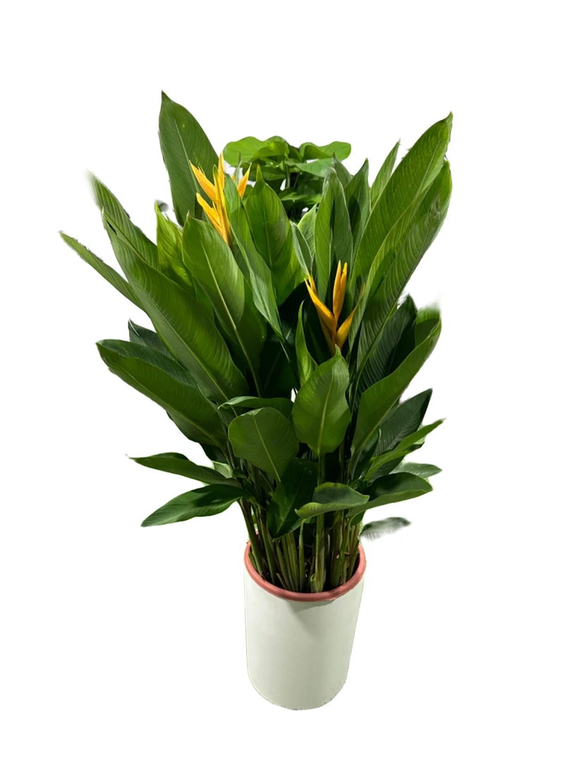 精选富贵鸟常年开花绿植室内客厅吸甲醛四季常青办公室植物盆栽