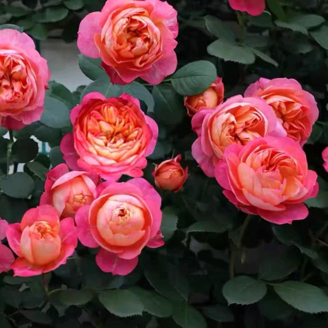 藤宝贝 藤本月季爬藤月季