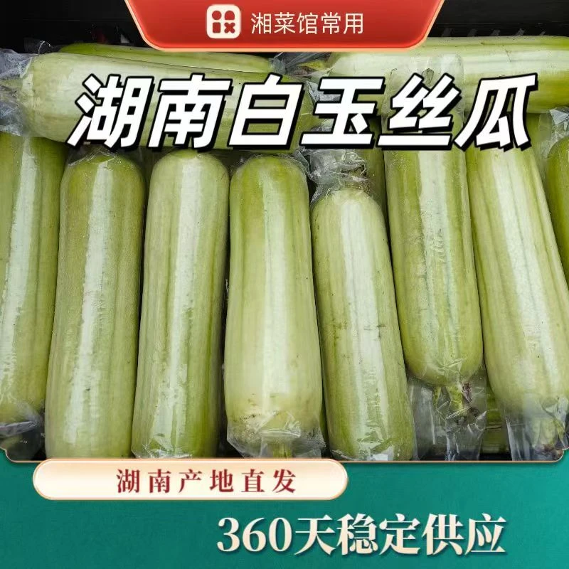 湖南本地种植白玉丝瓜新鲜包邮甜润丝滑本地丝瓜家乡味道