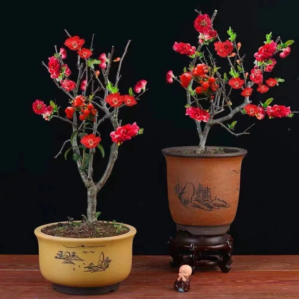 四季海棠长寿冠精品