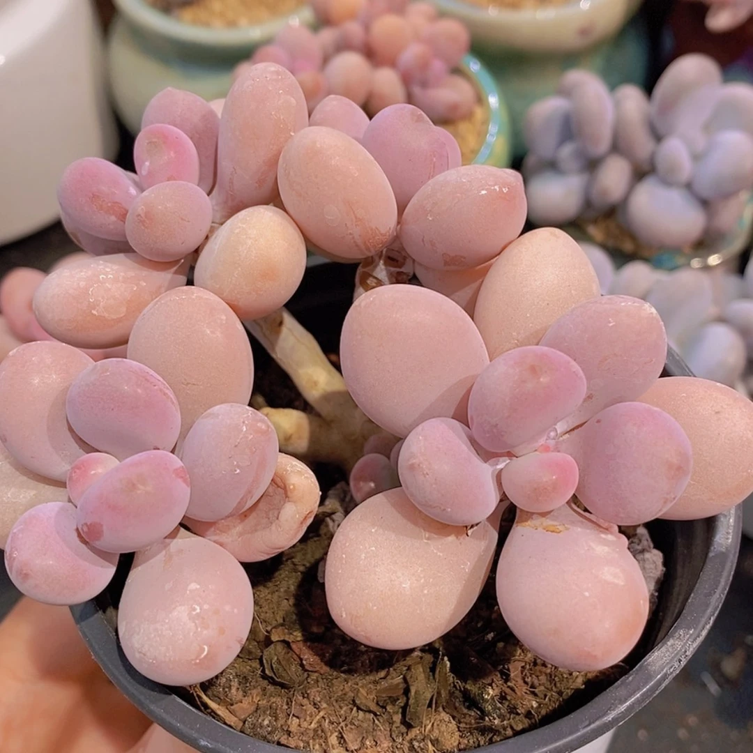 【闪购商品】一物一拍52