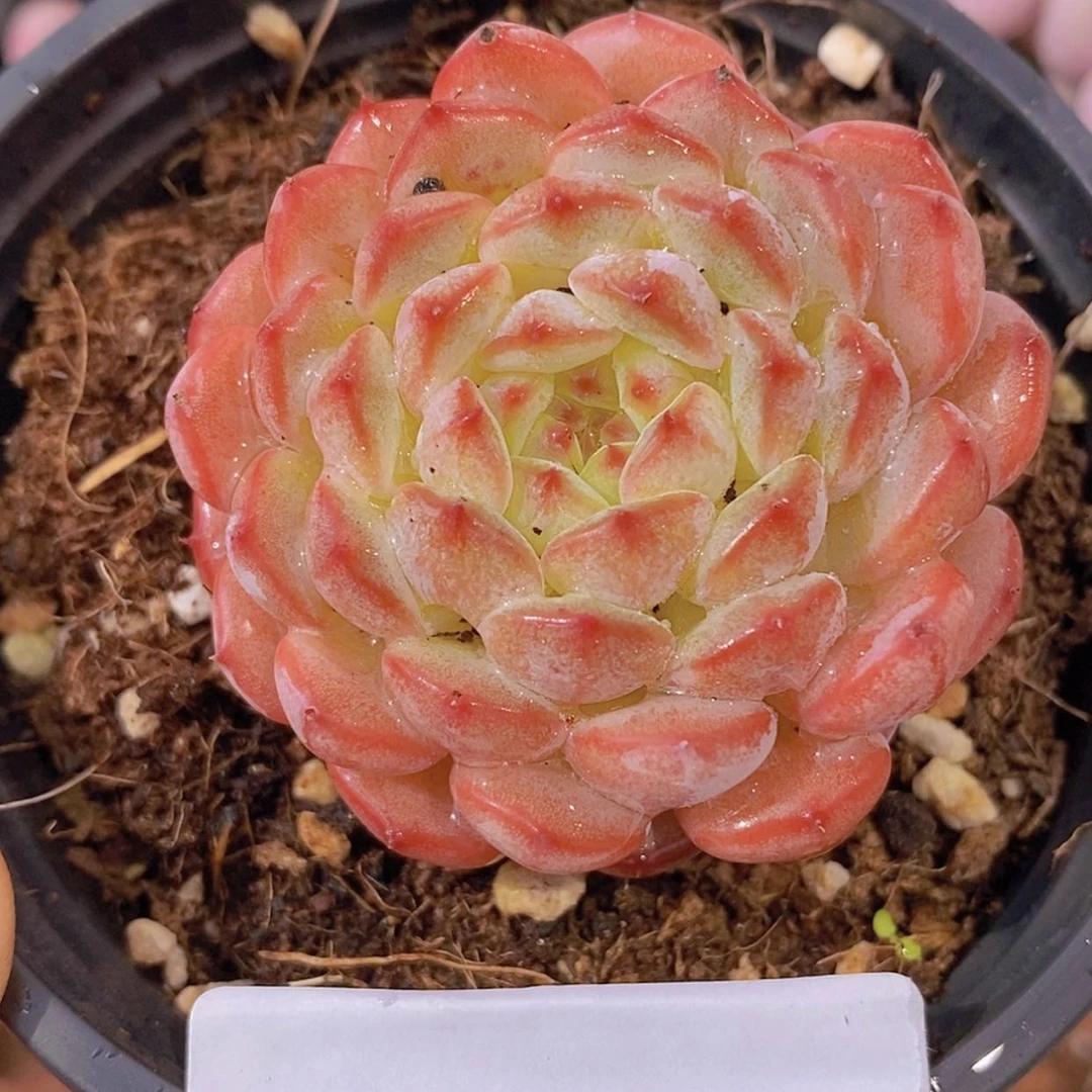 【闪购商品】一物一拍14