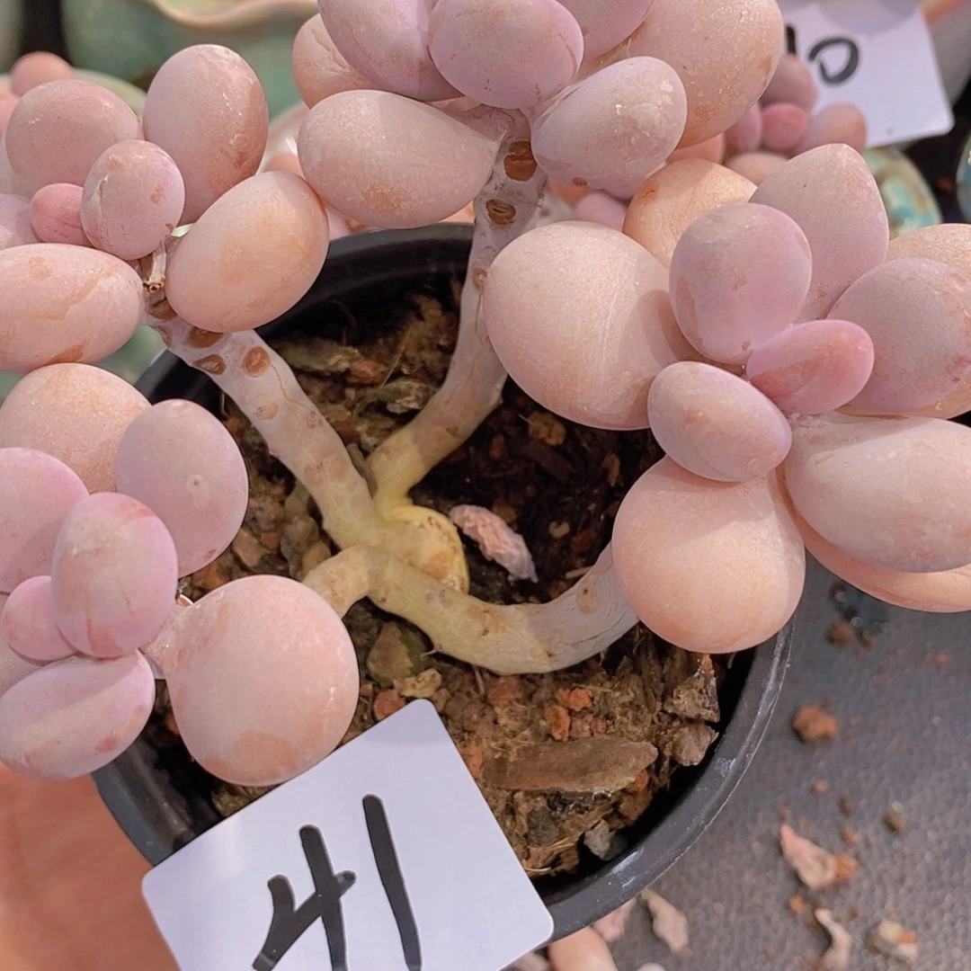 【闪购商品】一物一拍41