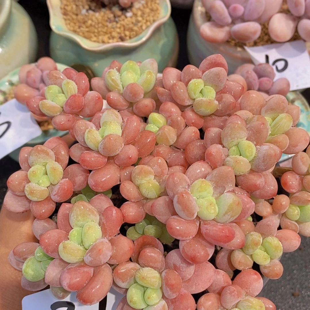 【闪购商品】一物一拍37
