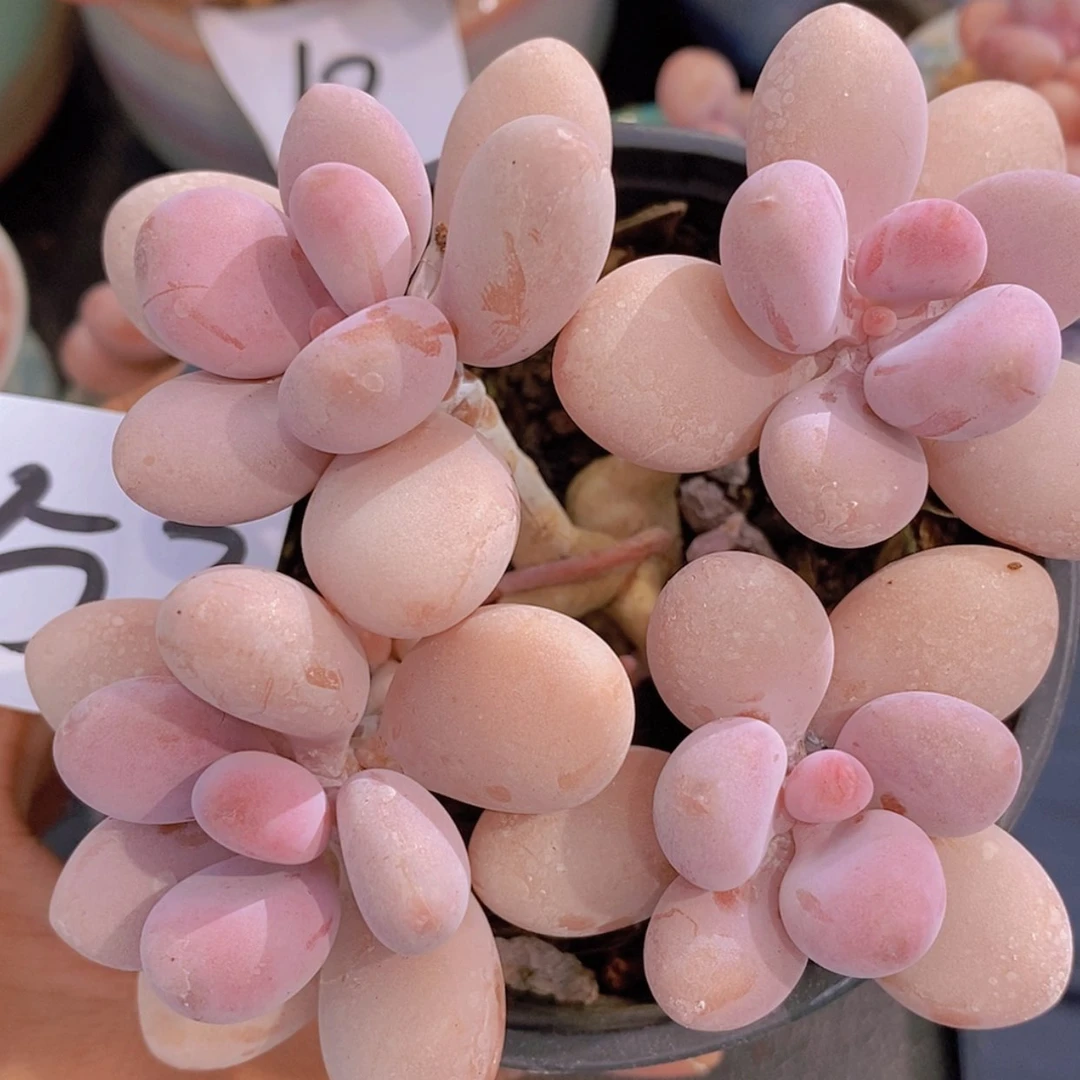 【闪购商品】一物一拍52
