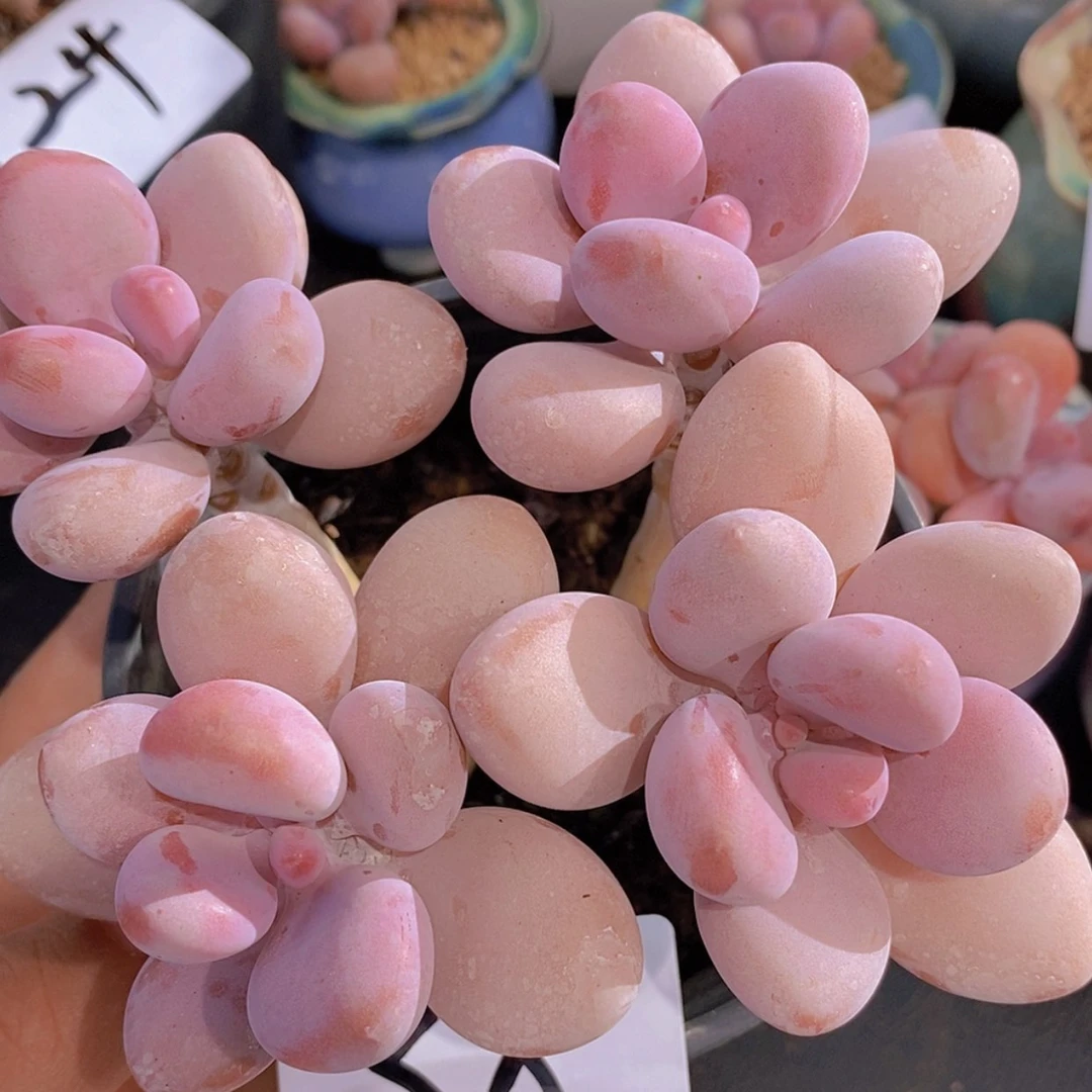 【闪购商品】一物一拍38