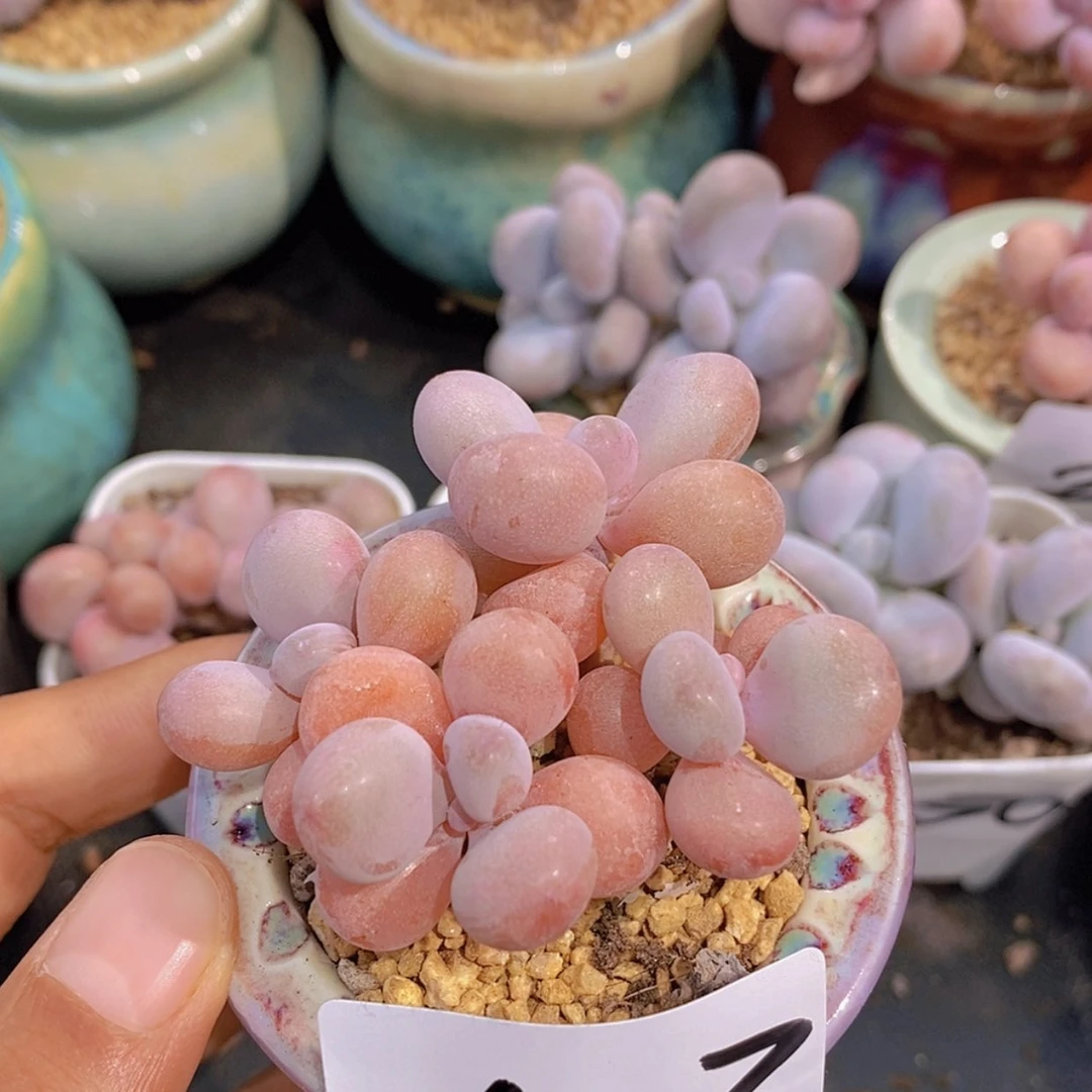 【闪购商品】一物一拍48