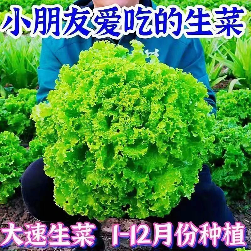 2.1包邮2包高产生菜种子四季播种生菜耐寒易种植可盆栽水培生吃