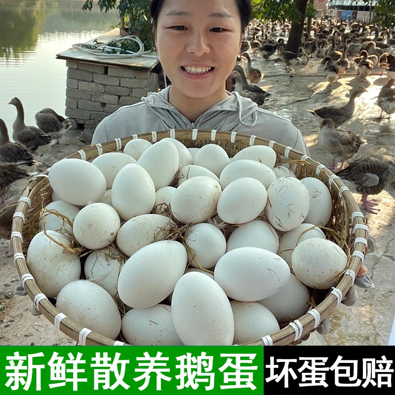 【玉兰家】现捡现发新鲜散养鹅蛋一箱12枚单枚重120g左右双黄居多