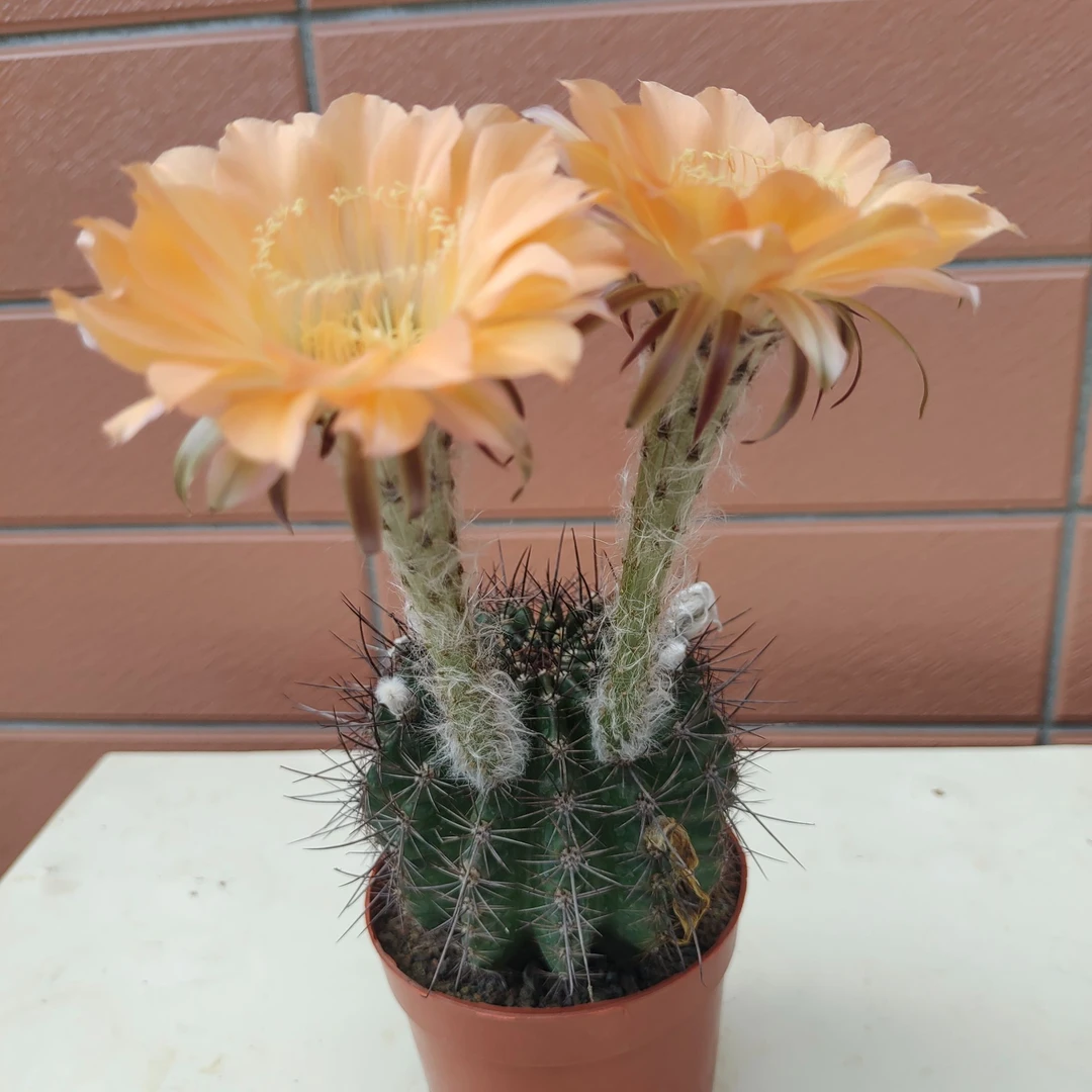 仙人球脱土摘花发货(一物一拍)种植退换带花季节颜色大小