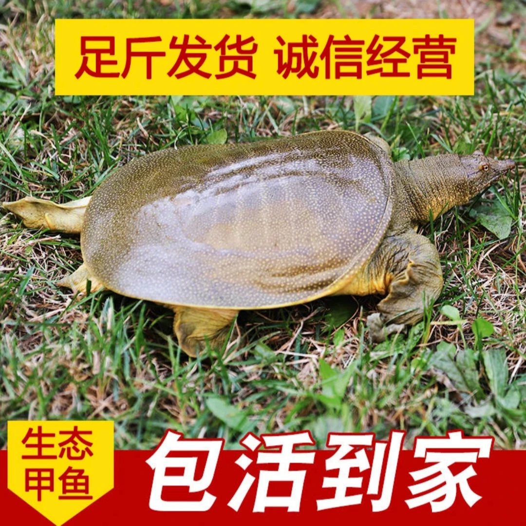 外塘甲鱼生态散养包邮活发拍一发三甲鱼（背部颜色随机）
