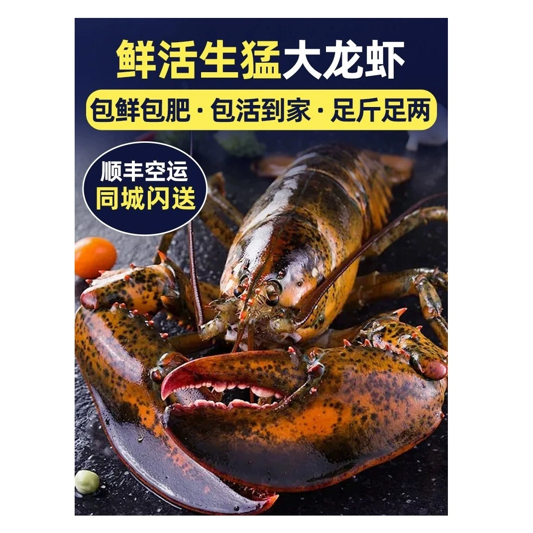 【高峰海鲜】鲜活发货波士顿龙虾0.9斤-1斤 （包鲜不包活）