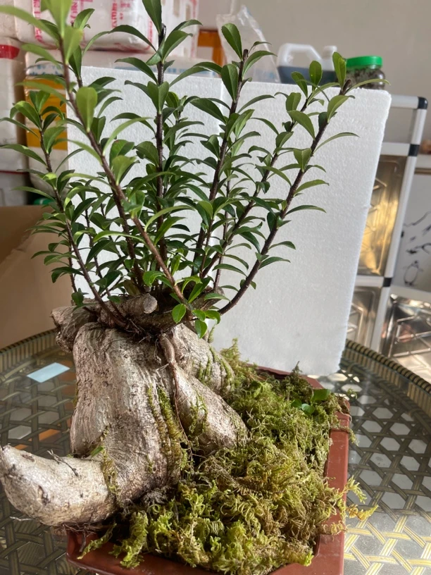 云南网红树萝卜，会开花、会结果、一年长青、不落叶。