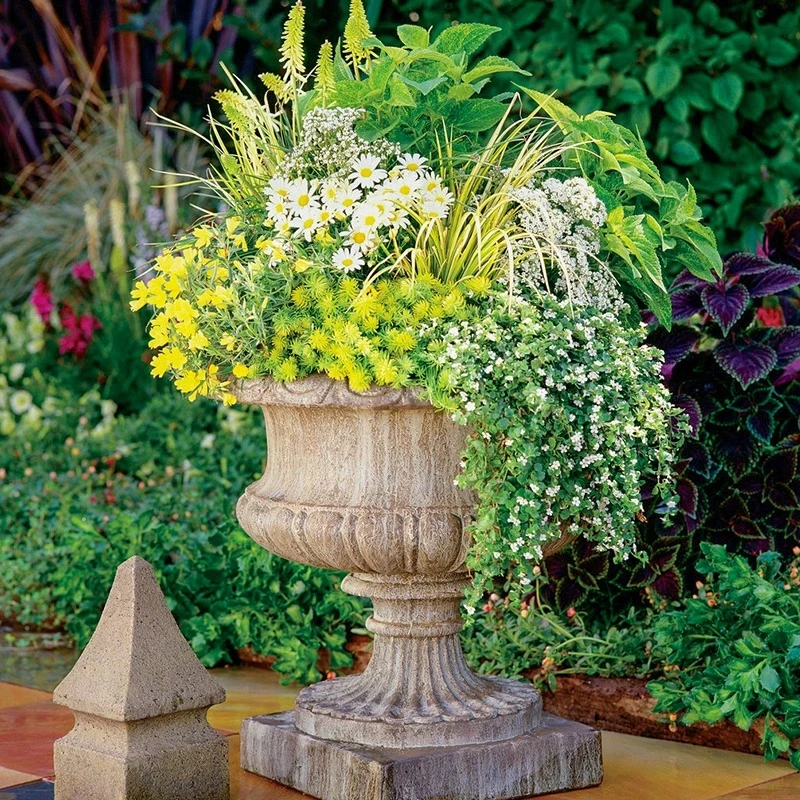 花与花农  地被花镜植物盆栽苔草四季常绿花园多年生观赏草盆栽