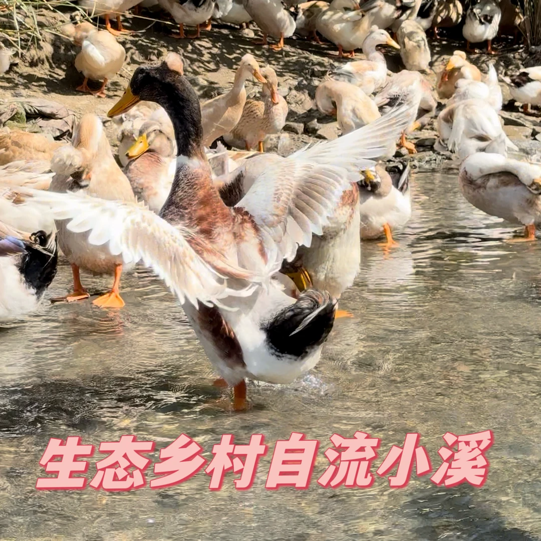 【两年老凤头鸭】)永顺凤头鸭