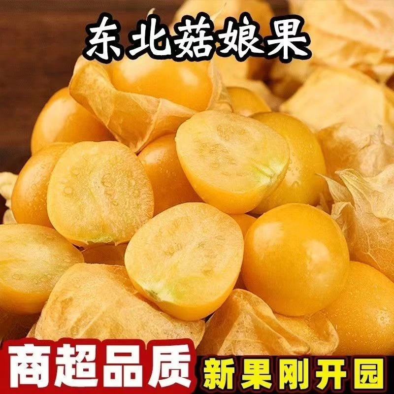 【丁丁懒专享】2024年新东北特产菇娘果大果灯笼果姑娘果新鲜采摘