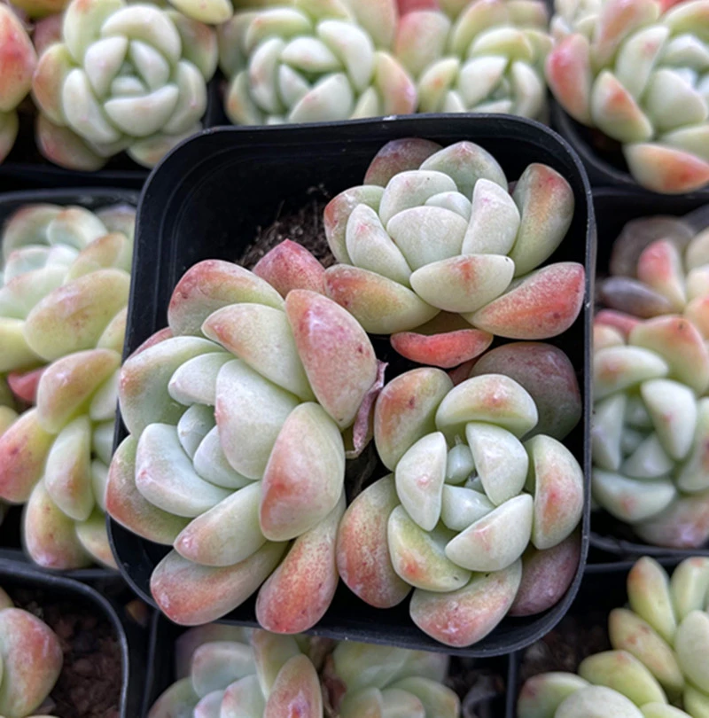 （满9.9元包邮）带盆多头冰玉多肉韩版小多肉新品