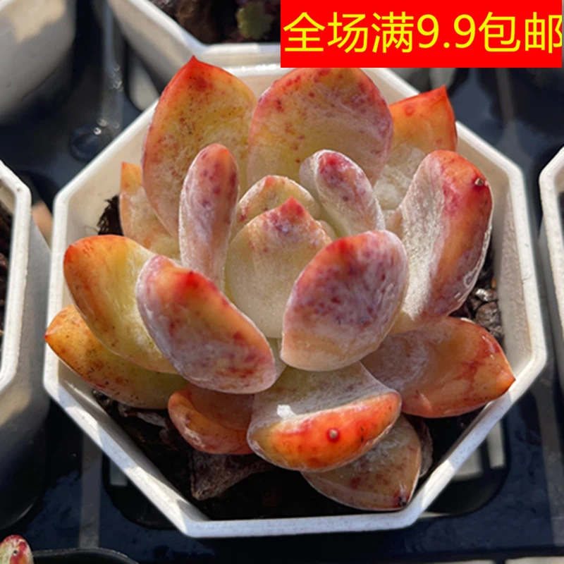 （满9.9元包邮）带盆嫦娥 多肉植物tm
