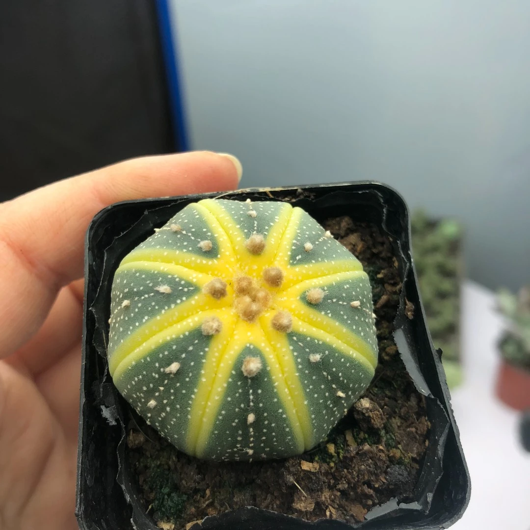 星兜锦小南瓜满9.9元包邮不满补运费 或者默认所有订单只发一颗