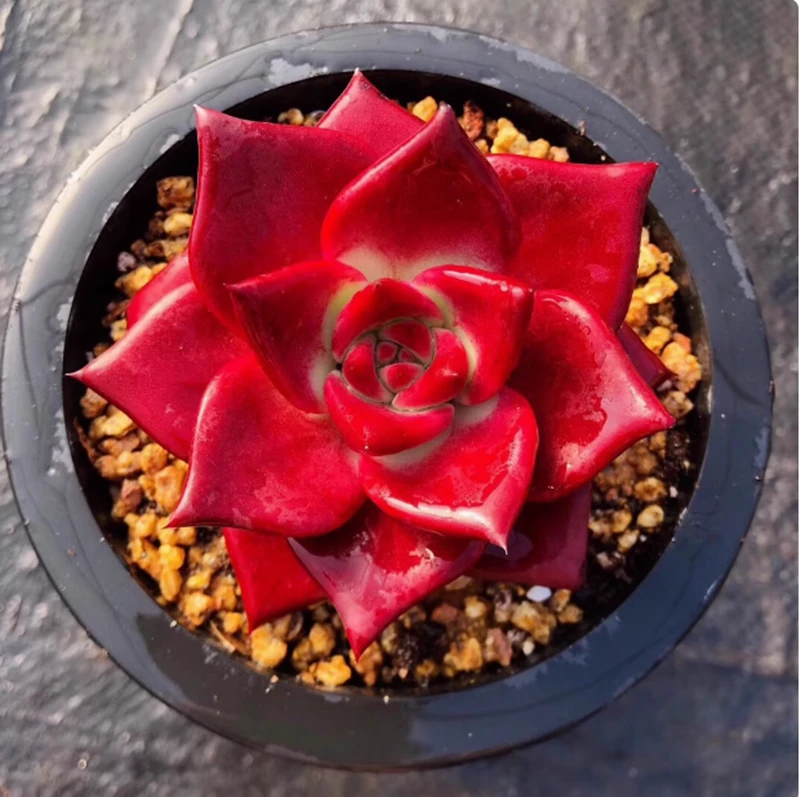 （满9.9元包邮）红骑士黑多肉植物4厘米左右