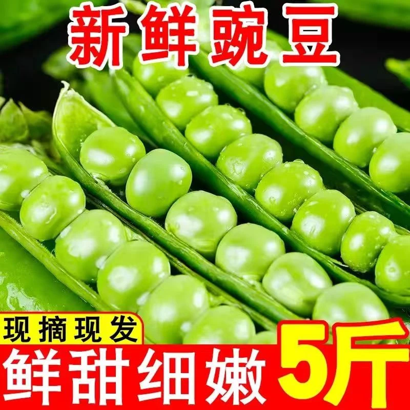 云南水果豌豆荚应季新鲜蔬菜现摘现发1斤3斤5斤整箱包邮农家自种
