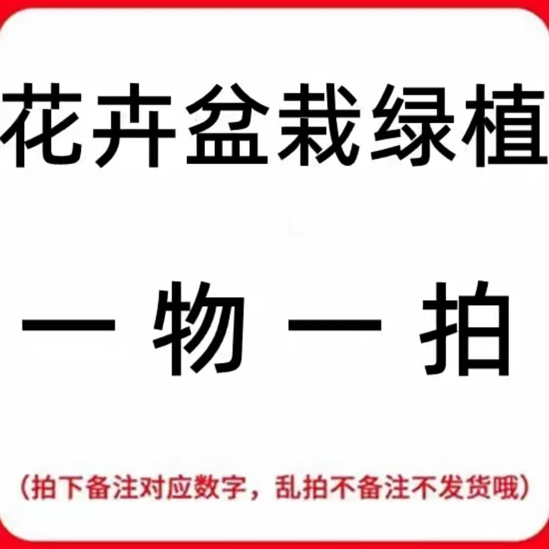 【直播间盆栽绿植一物一拍】无花观果基地盆栽花卉老桩盆景赏花观果