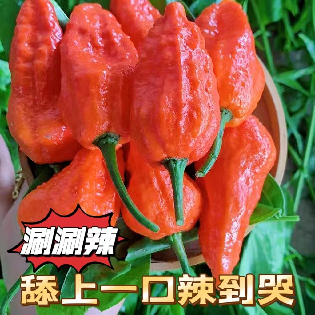 龙息涮涮辣印度魔鬼椒超辣新鲜涮涮辣椒变态椒象鼻辣椒10克起发